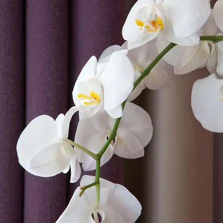 Hotel Duret Champs Elysees Paris